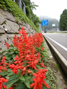 65961579_2308480079230045_8780367231381929984_n