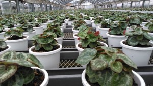 66521053_389779818335111_8293323433278701568_n