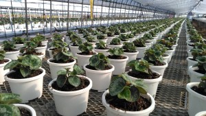 66525393_620808601765003_9050283918523105280_n