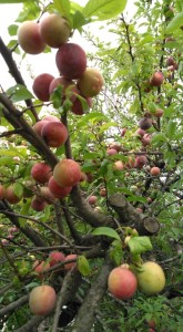 66642335_371069323613542_5975918157355810816_n