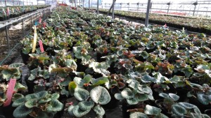 66656829_942911589373904_7005149521575411712_n