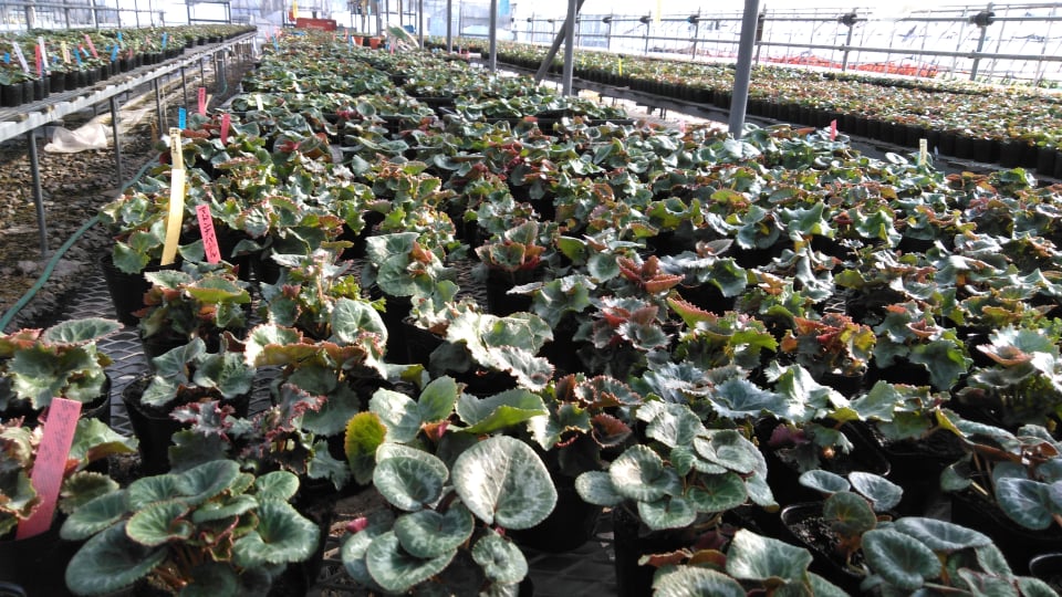 シクラメンの植え替え