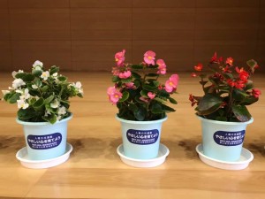 67073507_2155239221264893_4572761288169488384_n