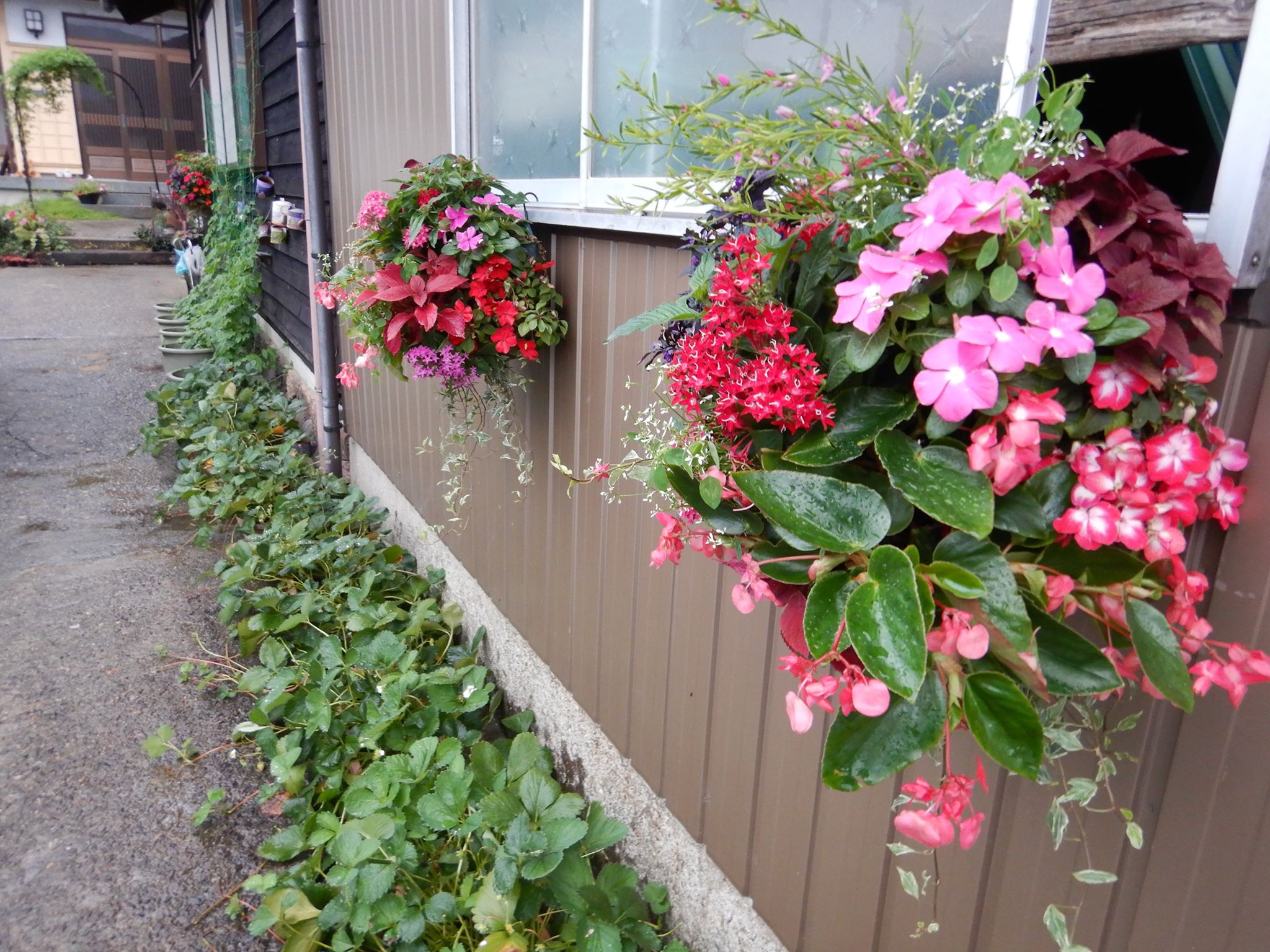 ハンギングバスケットギフトのご依頼です🌸