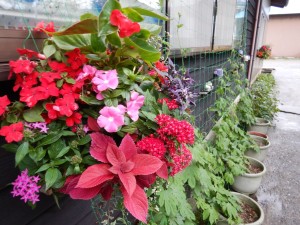 67277876_889433278089147_4817805476102144000_n