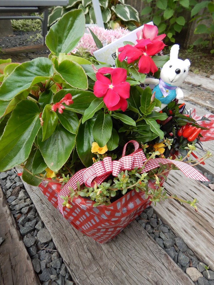 お中元に寄せ植え🌸