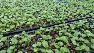 68884216_650622452087434_6582018732372000768_n