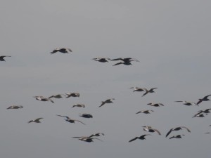 69151319_2396136873797698_5501383219573948416_n