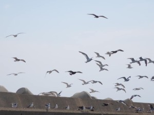 69153041_2396136807131038_5035177477509480448_n