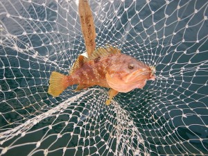 69255305_2396136340464418_527076754477547520_n