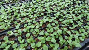 69309185_3161393957219021_6214511364539416576_n