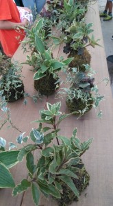 69439686_406901413516806_4428141613235044352_n