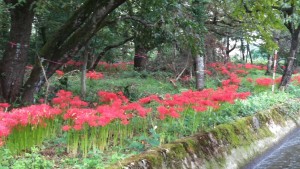 68664077_1287796044735055_4556068283593261056_n