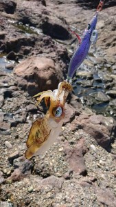 70176236_2437592762985442_595219507300007936_n