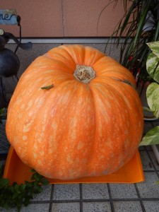 70854344_2459286940816024_6958960064589725696_n