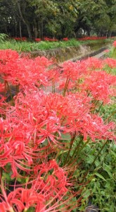 71183928_2457105044366997_3567830488133402624_n