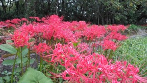 71186895_1187673648091736_3256062501493669888_n