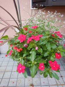 71205031_2459340684143983_765502969037717504_n