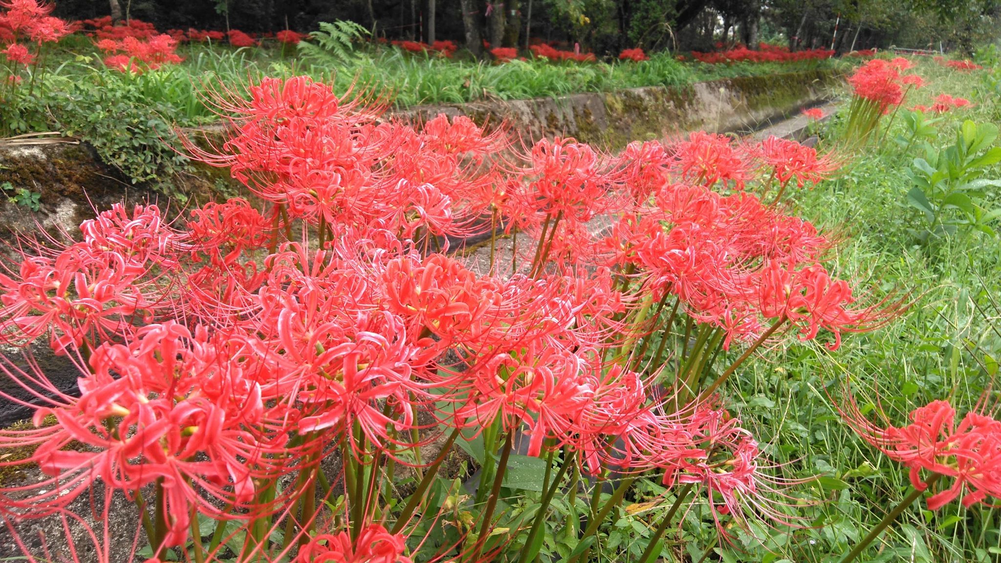 群生彼岸花🌸
