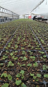 72752155_788265164959255_6627755207746912256_n