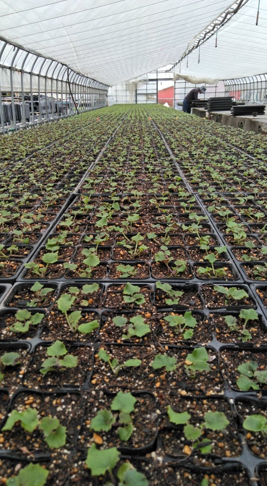 サイネリア定植かんりょ☆