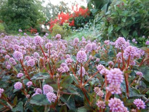 73409289_2456468831240332_3011760715837997056_n