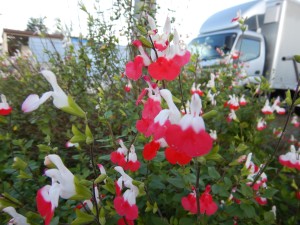 74161762_1360335877473948_3579937013098348544_n