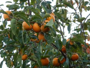 74468348_1263445993826582_4493155684245831680_n