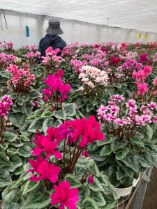 74614846_1129307040606536_8497924465395499008_n