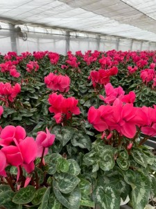 74708931_1129307117273195_6806546063395127296_n