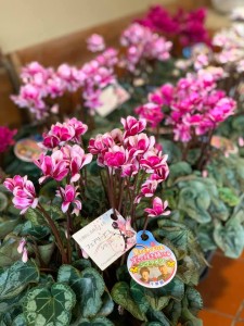 76908822_1129306897273217_2386627998271930368_n