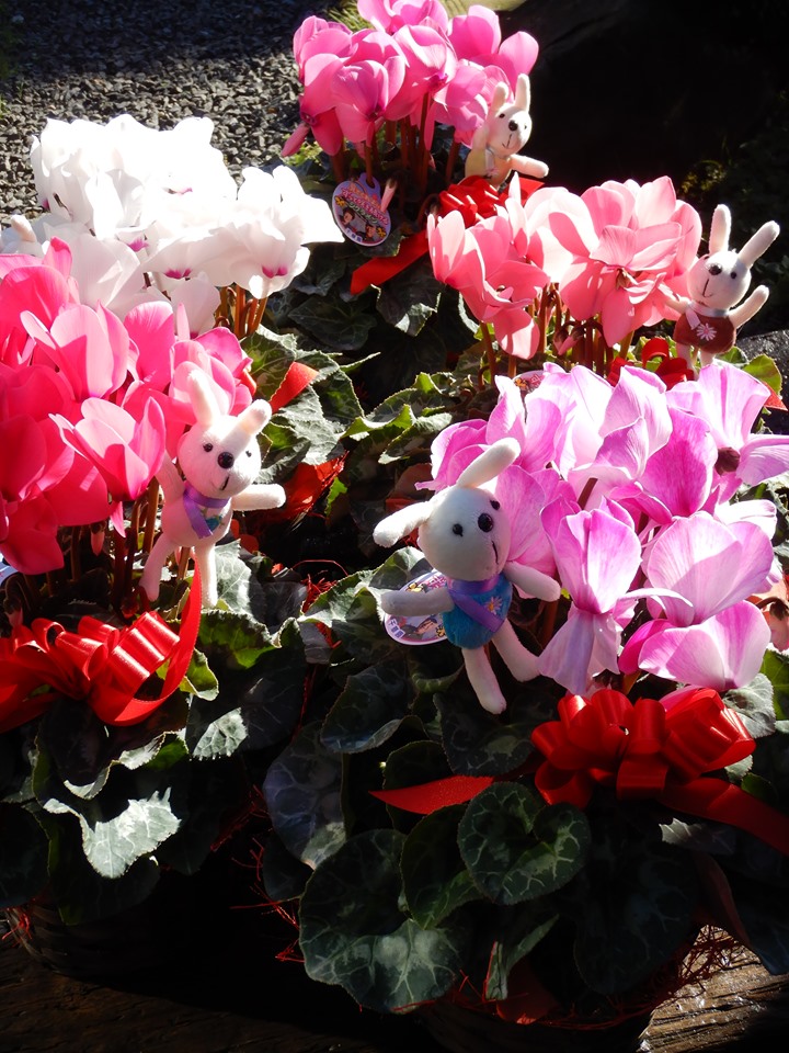 シクラメンのギフトも連日出発！！