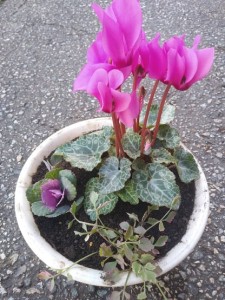 78421215_2199855370308171_7597653986774089728_n