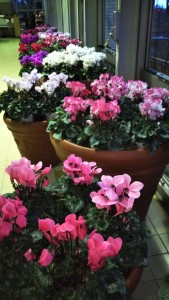 78481731_433819257285036_4316568602086998016_n