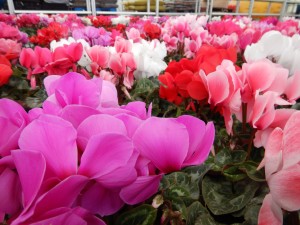 78764318_2647501951983830_7459930659222454272_n