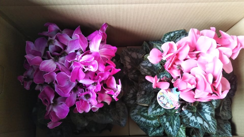 シクラメン続々嫁入り🌸