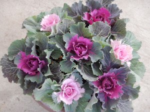 78919682_1951769008302687_3611998634725343232_n