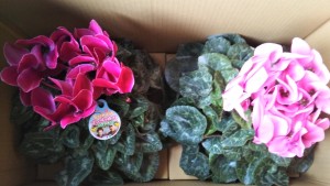 78927322_1185450395177539_6762909066818748416_n