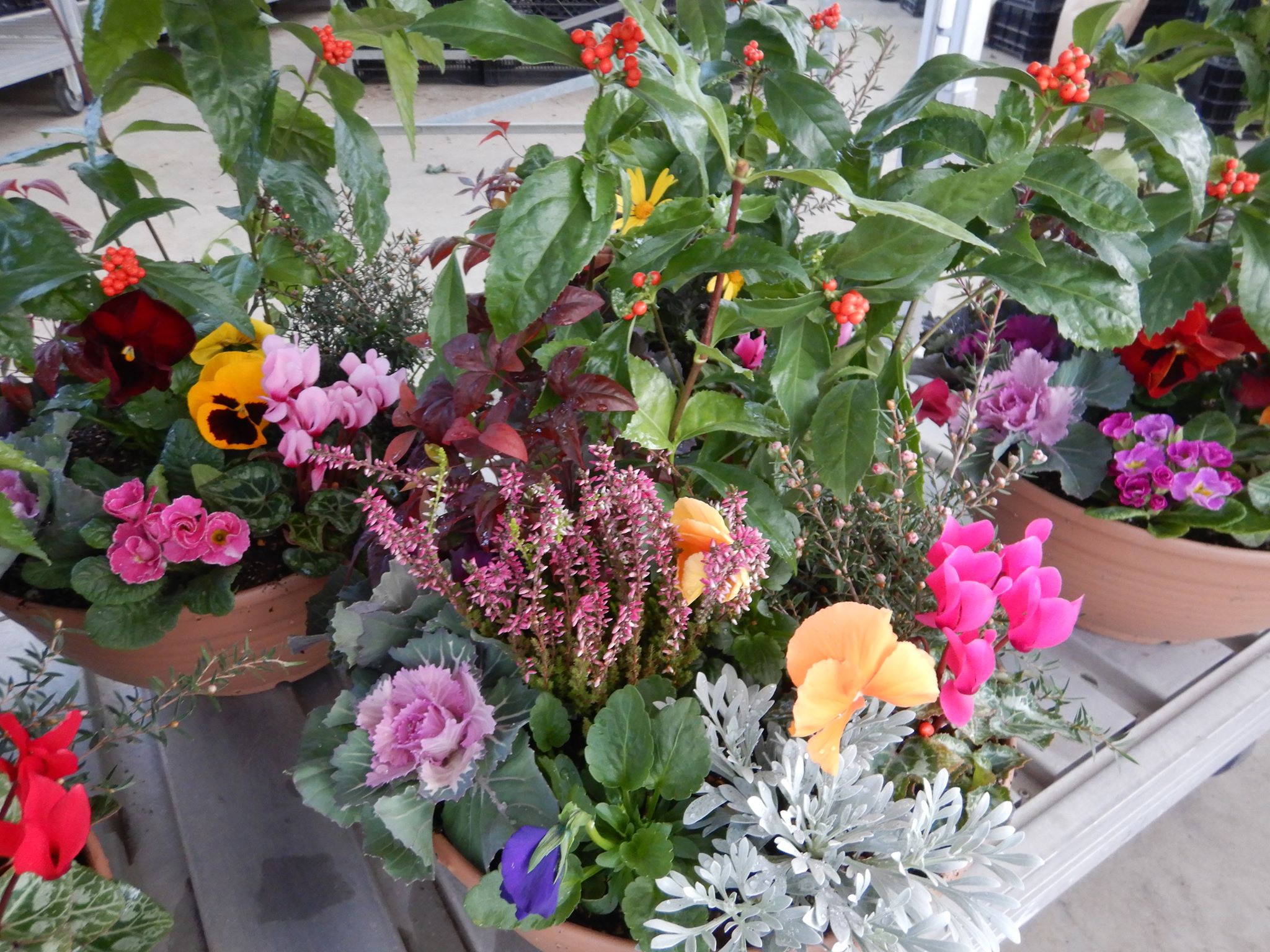 お歳暮の寄せ植え🌸