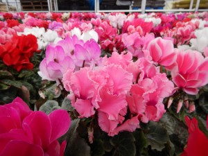 79341881_636023180470356_6665883019707940864_n