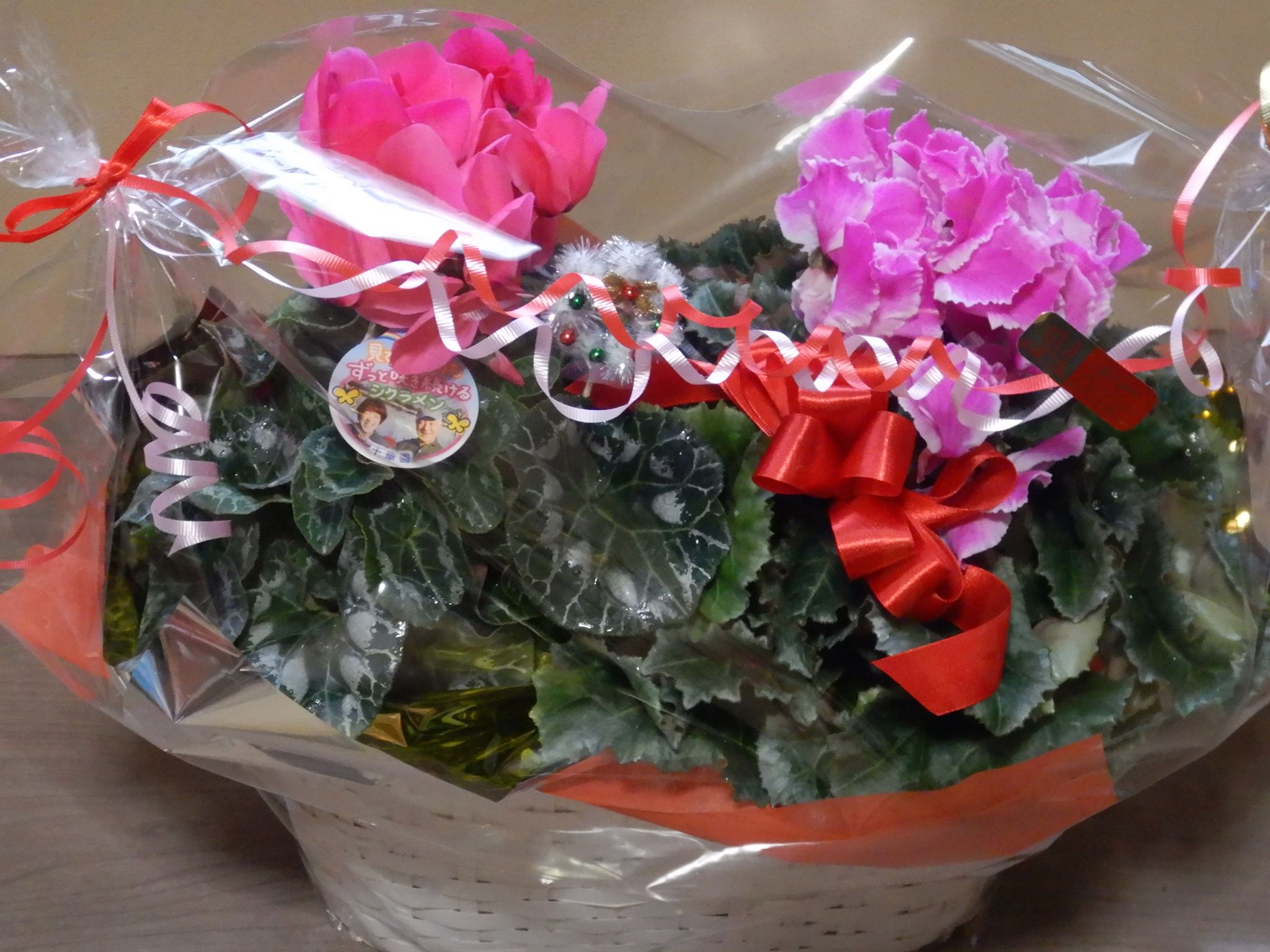シクラメンクリスマスーーー🎄