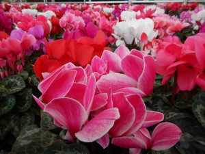 79845659_1656501731182561_229903676594978816_n