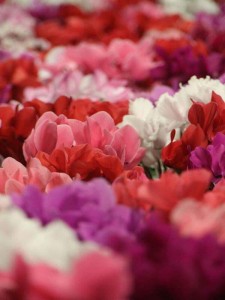 79923408_2424197567841922_9136066170749714432_n