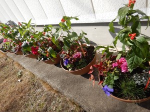 80085981_474071726852181_7874882860031672320_n