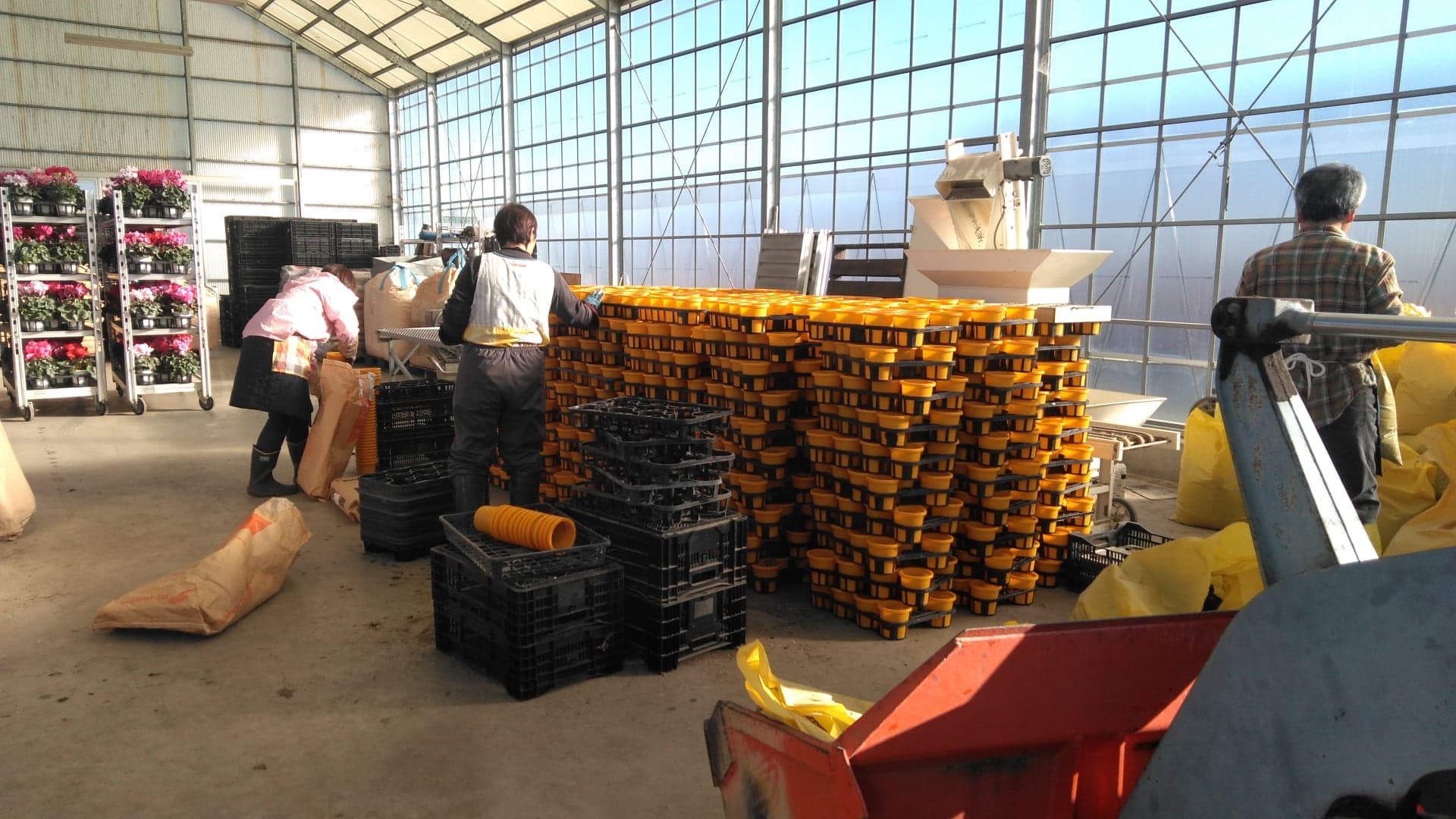 サイネリア始まり始まり！！