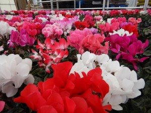 80484059_457569351570505_6136344866717696000_n