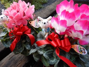 80736124_1091461761234891_2327111691558453248_n