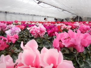 80761126_503699816901033_4178826458283638784_n