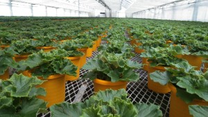 82008756_753372148485977_5186415800126275584_n