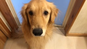 82439224_207855667043540_8053364508099346432_n